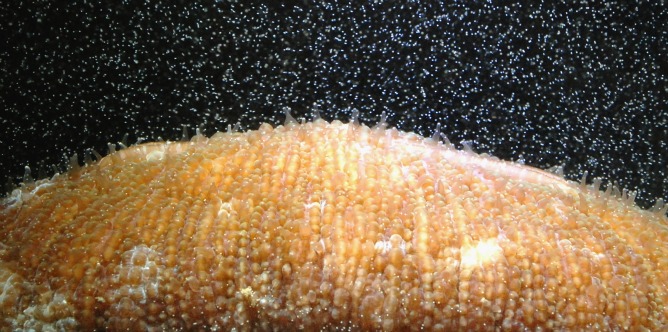 A female mushroom stony coral expels eggs through its mouth to the water column in the coral reefs of Okinawa, Japan.