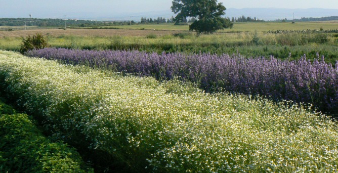 Many of the ingredients sold in The Spicy Way teas are grown at the company's organic fields in the Galilee.