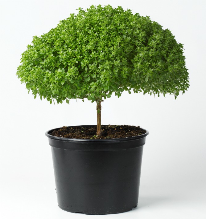 Basil tree