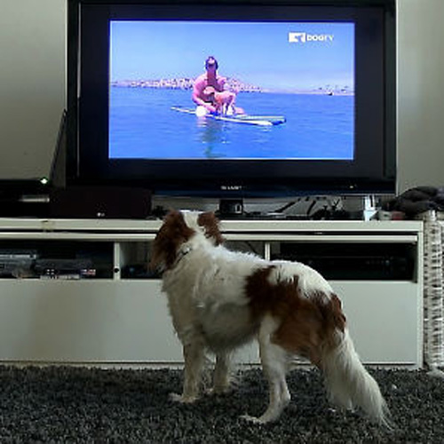 A fluffy dog with white and brown fur stands on a carpet, watching a TV. The screen shows someone paddle boarding with a dog on a calm body of water.