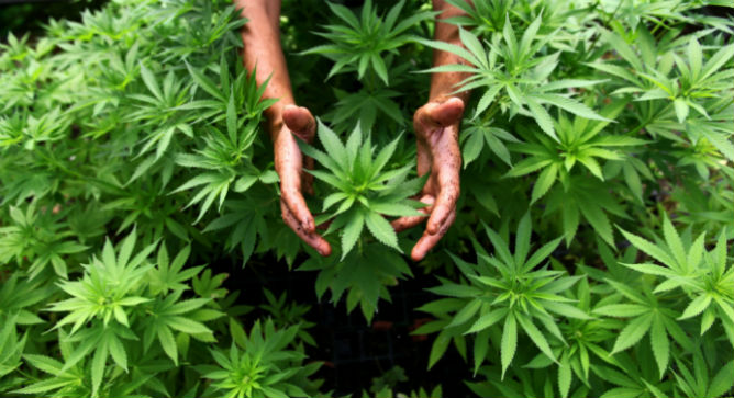 Even as far back as the 1800s, scientists realized that marijuana had many beneficial effects. Photo by Abir Sultan/Flash90.