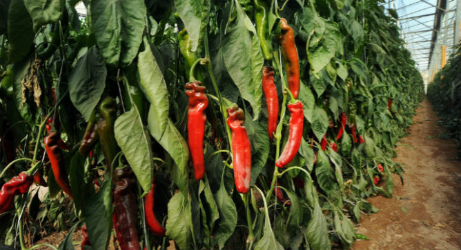 Peppers growing in the Arava. Photo by Eyal Izhar