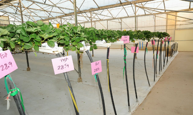strawberry-yair Hothouse strawberry plants at Yair Experimental Station. Photo by Eyal Izhar