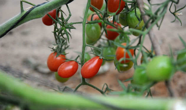 tomato-yair Tomatoes at Yair Experimental Station. Photo by Eyal Izhar
