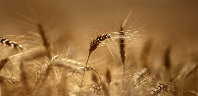 Wheat