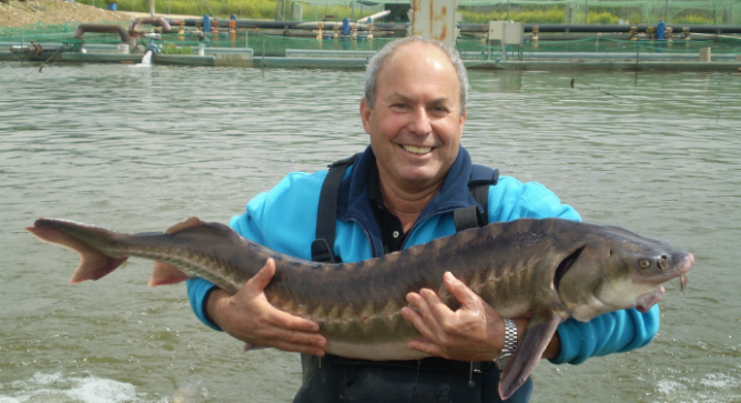Yigal Ben-Tzvi with sturgeon at Kibbutz Dan.
