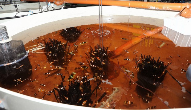 nemo-fish-pond Colorful clownfish are in high demand.