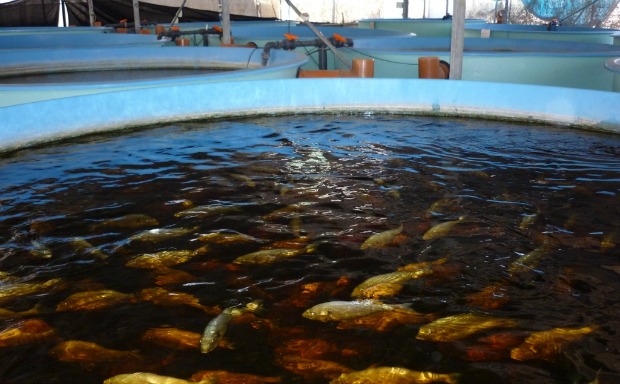 fish farm