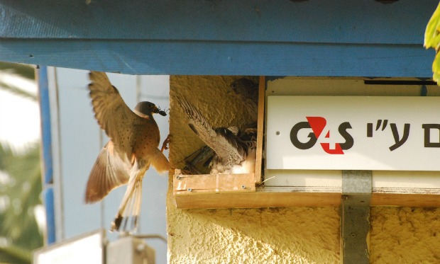 kestrel-babies A lesser kestrel bringing breakfast for babies in a nesting box the children built with a donated video camera from security company G4S.
