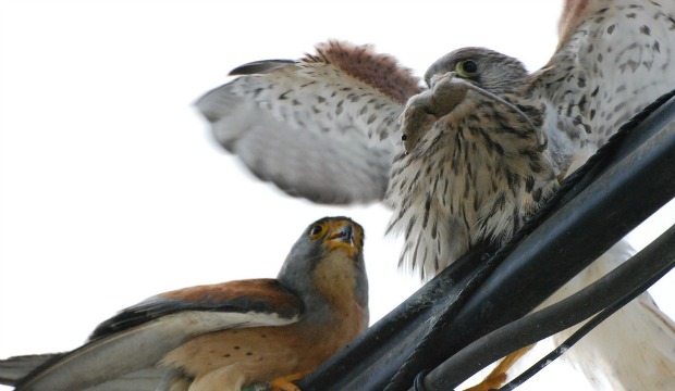 kestrel-prey Lesser kestrels are birds of prey that love mice.