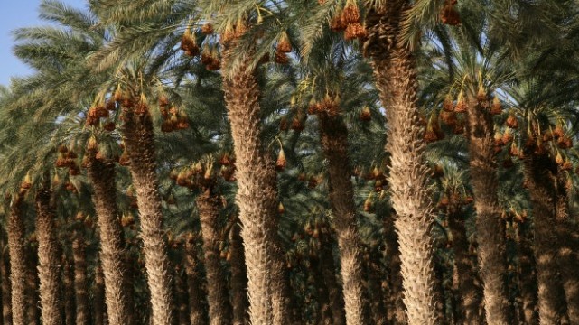 Palm trees growing in the Arava desert in southern Israel. Photo by Flash90.
