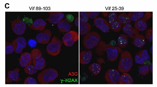 peptide The left-hand figure shows that peptide 25-39 inhibits A3G, as demonstrated by the green spots in the nuclei. The right-hand figure shows the repair work of a control peptide -- no green spots.