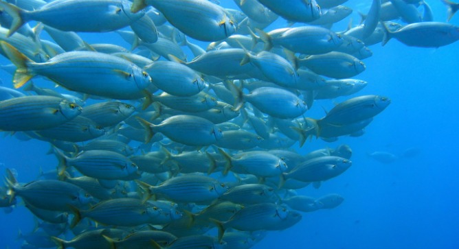 A shoal of bream fish in the Mediterranean via Shutterstock.*