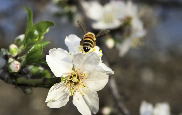 A bee collects nectar from a white blossom with yellow stamens on a sunny day, surrounded by green leaves and flower buds.
