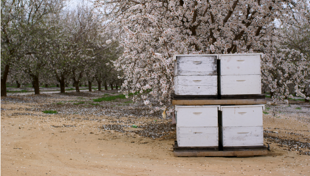 Four white wooden beehive boxes are stacked in pairs on bare ground beside a blooming almond tree; rows of flowering trees stretch into the background.