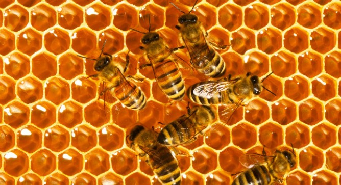 Honeybees