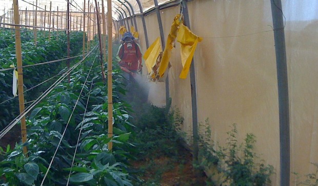 edenshield-spraying The product being applied to the anti-insect screens of an organic bell pepper greenhouse.
