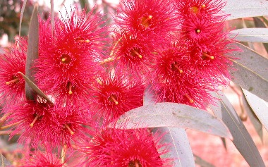  Bright pink, spiky bottlebrush flowers with yellow centers cluster among long, narrow green leaves on a eucalyptus tree.