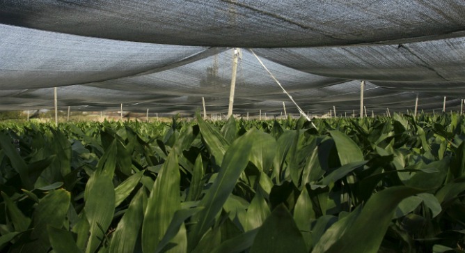 Israeli plants will be protected from bugs naturally. Photo by Chen Leopold/Flash 90