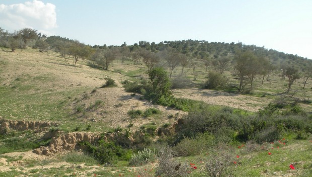 beersheva-trail-green Wildflowers along the RBST route. Photo by Gal Hart/Israel Trail Committee