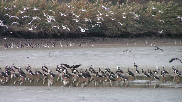 Birds over the Jordan River Valley. Photo by David Glasner/International Birdwatching Center of the Jordan Valley
