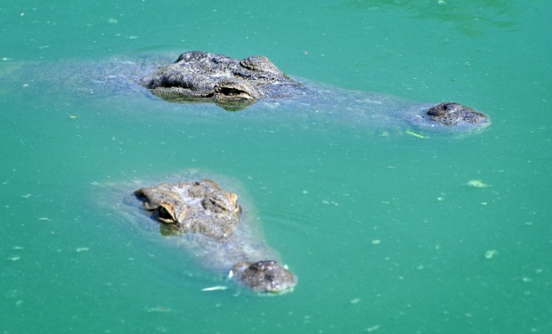 Residents of Crocoloco Crocodile Farm. Photo by Shay Levy/ Flash 90