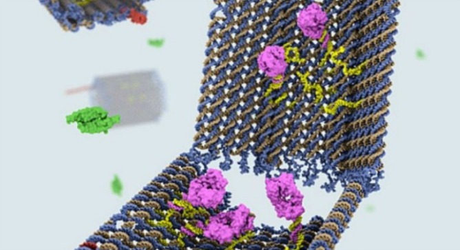 This image of the DNA nanobot, courtesy of Shawn Douglas, was created with Molecular Maya and Cadnano software.