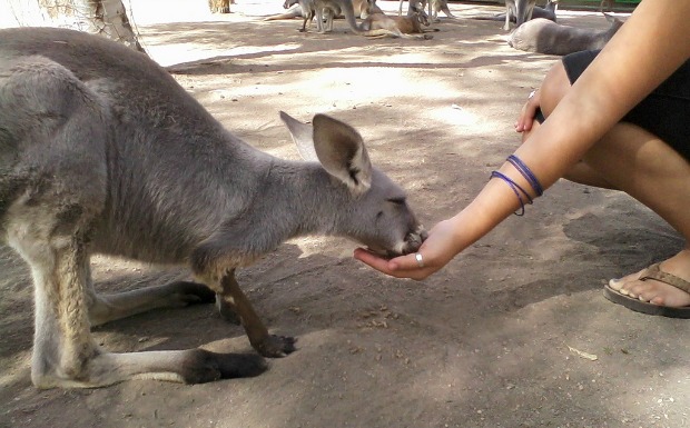 Feeding the residents at Gan Garoo.
