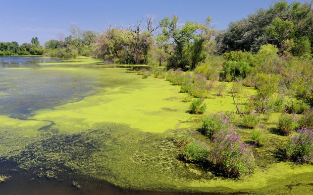 pond-algae An algae bloom on a pond. Photo by www.shutterstock.com