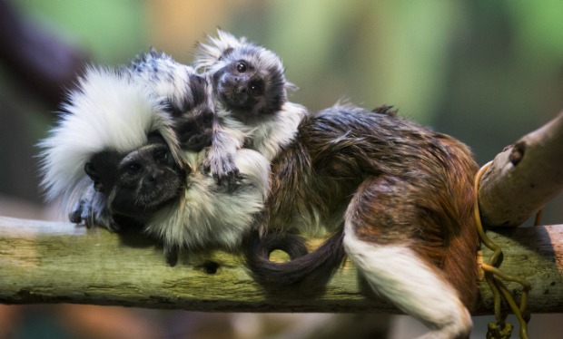 Twin cotton-top tamarins were born last July at the Biblical Zoo in Jerusalem. Tamarins are on the list of the world's 25 most endangered primates. Photo by Yonatan Sindel/Flash90