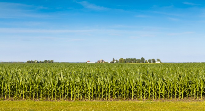 Morflora can deliver any genetic trait to any seed without transforming the genome of the treated plant. Photo by Shutterstock.