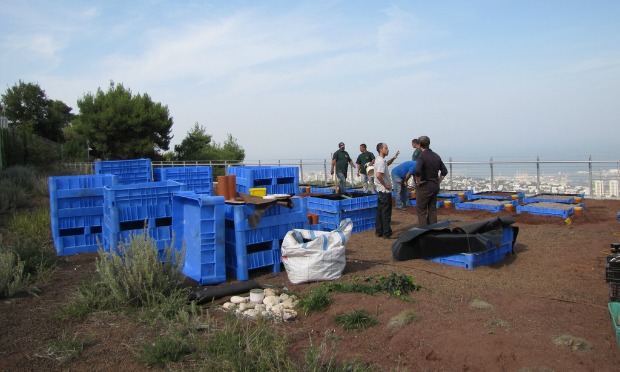 The Israeli team is studying how to conserve plant and insect species in an urban setting.