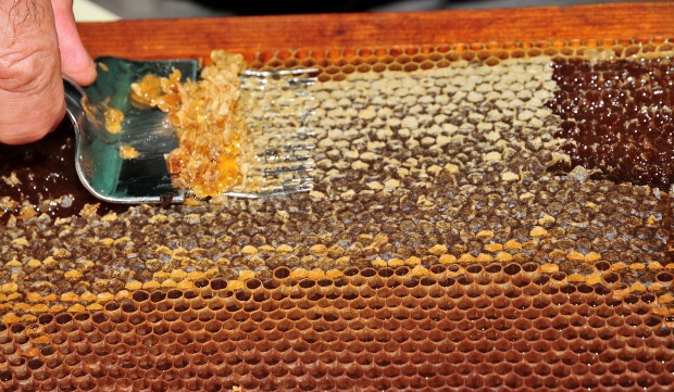 Visitors learn how bees produce honey at the Kibbutz Yad Mordechai Been and Honey House. Photo by Flash90.