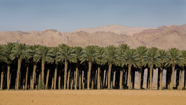 date-palms Date palms growing in Israel. Photo courtesy of Hadiklaim Israeli Date Growers Cooperative