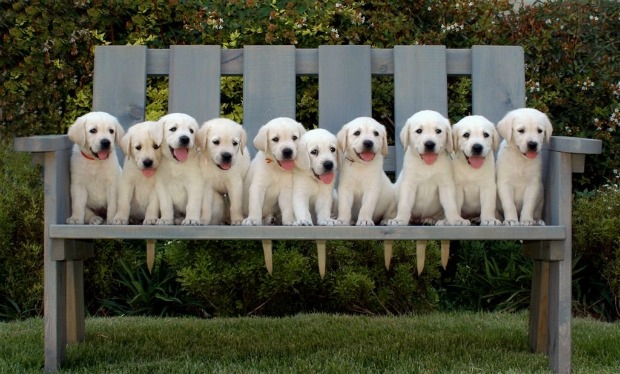 These pups are learning Hebrew to help guide their blind masters.