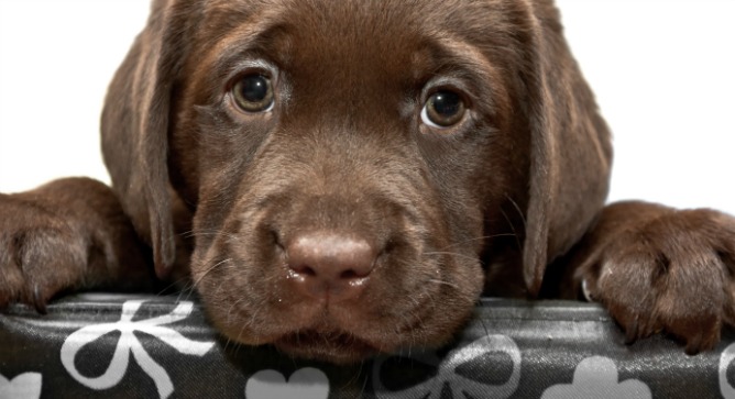 Man’s best friend. Photo via Shutterstock.