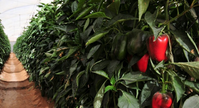 Peppers are the biggest export crop in the Arava. Farmers there use insects to control thrips, the main scourge of the pepper crop. Photo of farm in Arava by Flash90.