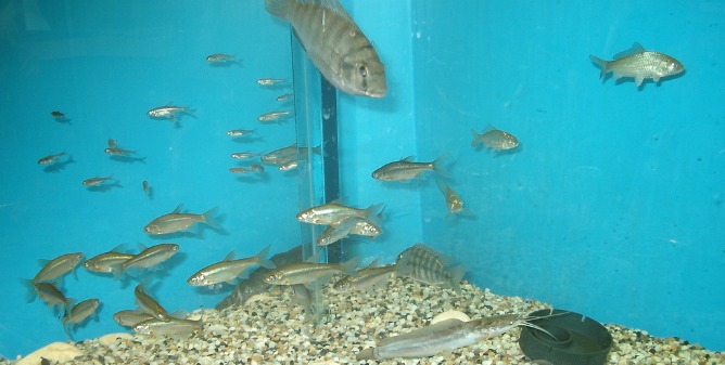 A school of Yarkon bleak.