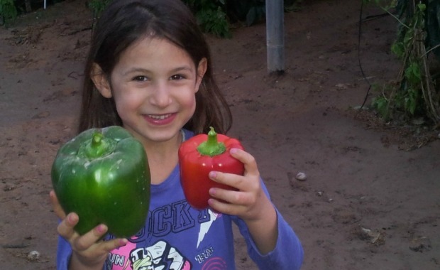 godzilla-pepper “Godzilla,” a Moshav Ein-Yahav green pepper grown without chemical pesticides, made the Guinness World Records registry.
