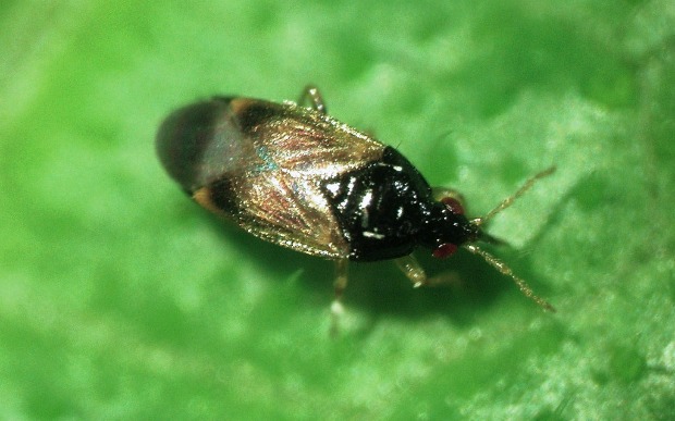 orius-insect The Orius gobbles up thrips in pepper plant flowers. Photo by Dani Lev