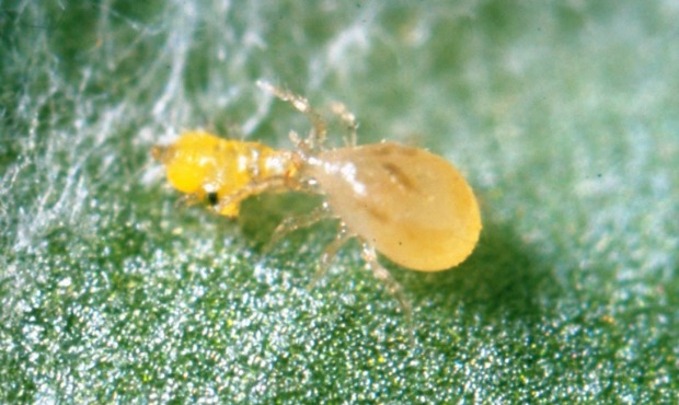 predatory-mite This predatory mite is an effective form of pest control. Photo by Dani Lev