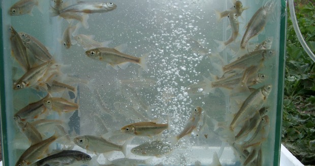 fish-yarkon Fish ladders help fish cross over small dams.