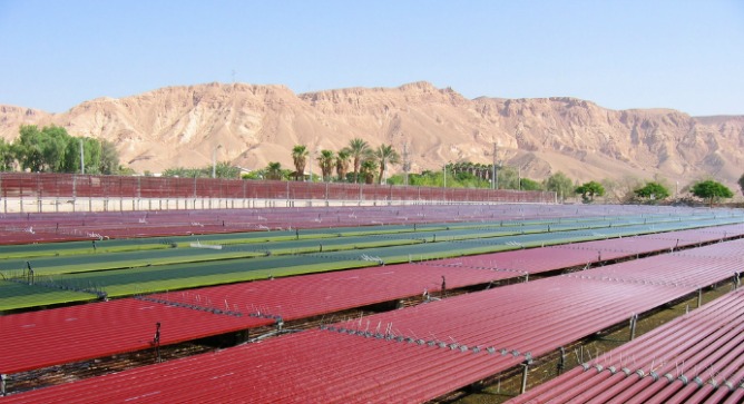 Red algae growing in the Arava.