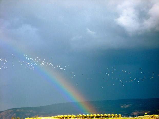 rainbow “Golan Heights Rainbow” by Jade Sevelow