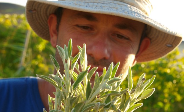 Golan Cohen gives tours of his medicinal herb farm.