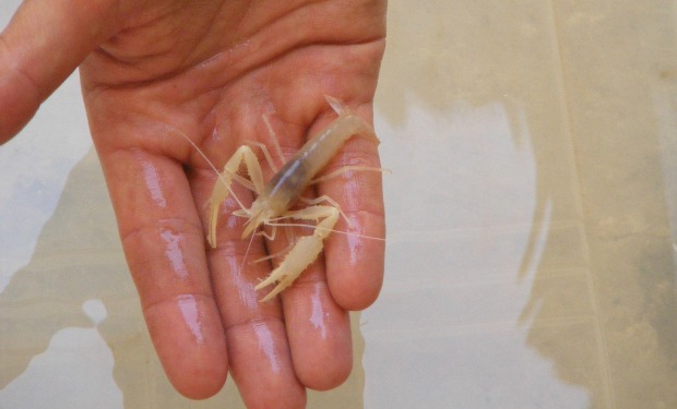 blind-prawn The three-inch-long, transparent creatures aren’t especially cute.