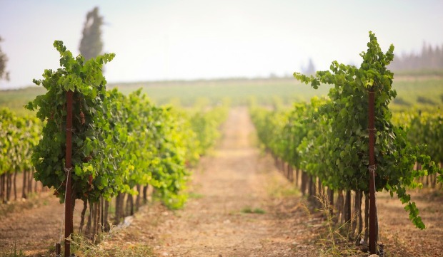 clos-vineyards Clos de Gat’s vineyards.