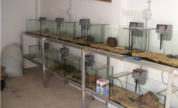 shrimp-incubator The zoo’s blind prawn breeding facility.