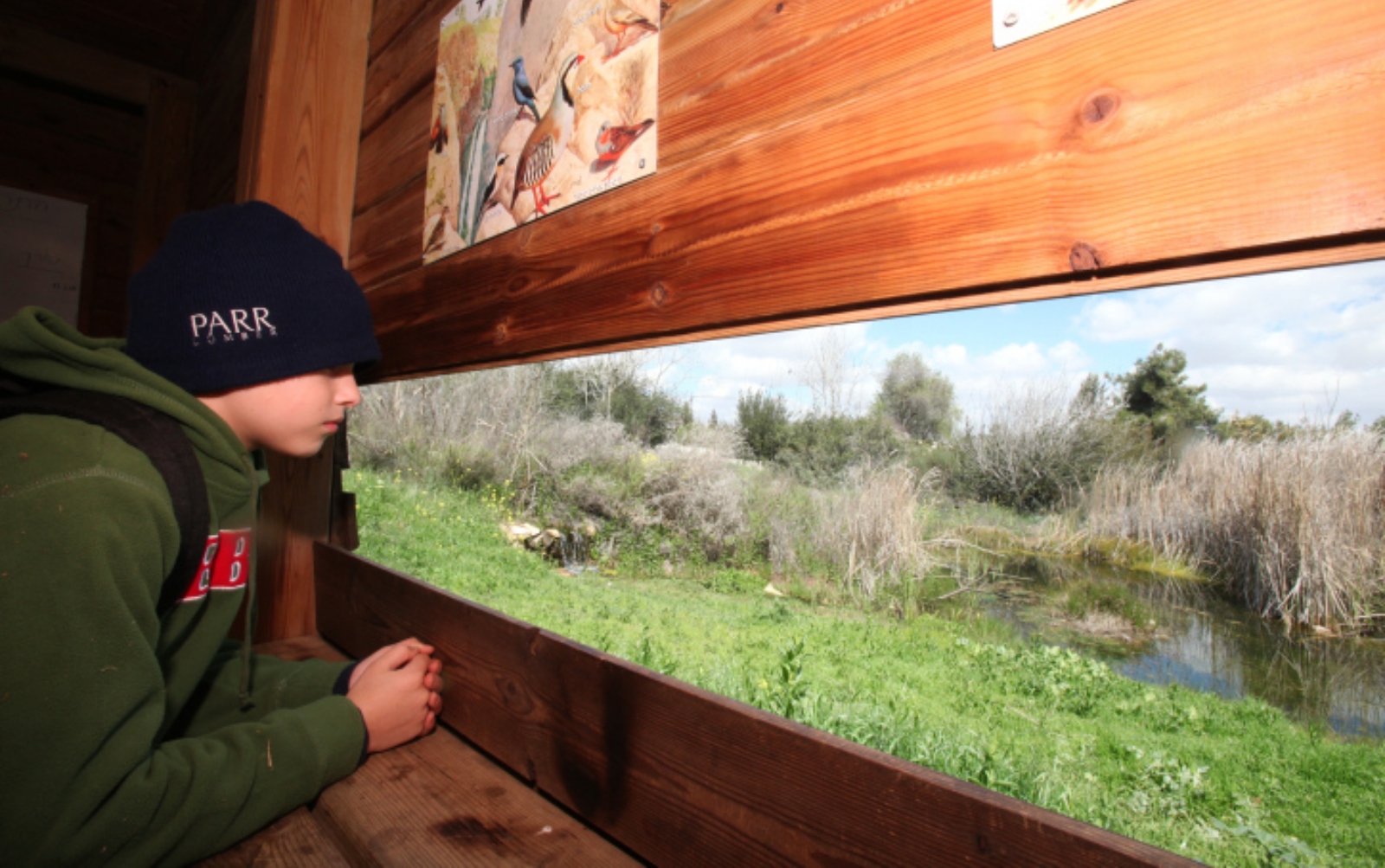 The Jerusalem Bird Observatory is a small and unique urban wildlife spot. Photo by Yossi Zamir/Flash90 A young boy in a green hoodie and dark beanie looks out from a wooden bird hide at a grassy and marshy landscape with bushes and a cloudy sky. Bird illustrations are visible on the wall inside the hide.