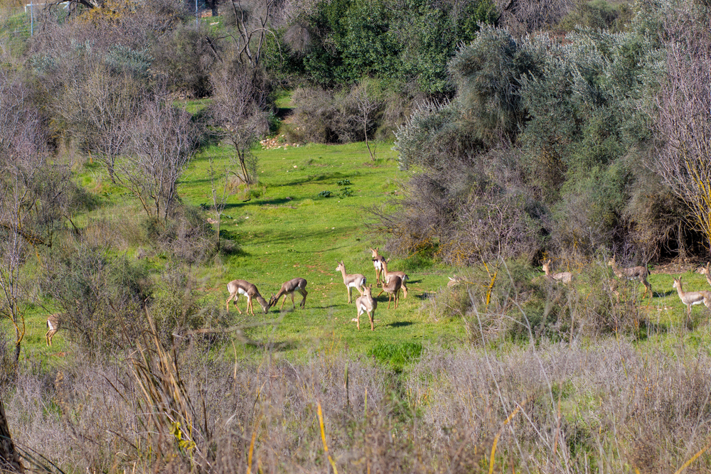 Catch a sight of some lovely wildlife at the city’s Gazelle Valley. Photo by Yosefus / Shutterstock A group of deer grazing on a green hillside surrounded by leafless and evergreen trees. The scene is a mix of open grassy areas and patches of dense vegetation.